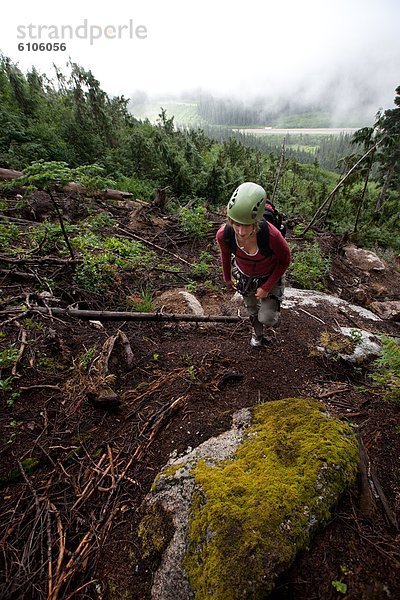 Yak  Bos mutus  hoch  oben  Wald  Berg  Klettern  britisch  Kanada