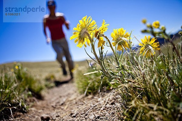 Gänseblümchen  Bellis perennis  Frau  folgen  gelb  rennen  Berg  Nostalgie  Wildblume  Nummer  mögen  12  teilen  Sonne