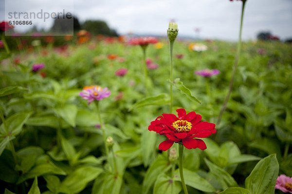 U-Pic Blüten auf einem lokalen Bauernhof.