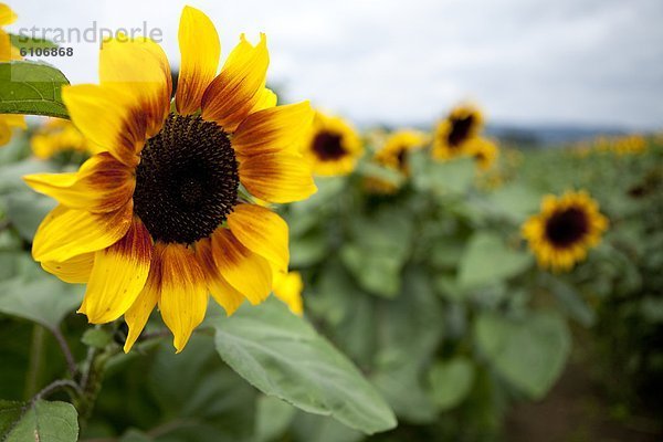 Bauernhof  Hof  Höfe  Sonnenblume  helianthus annuus