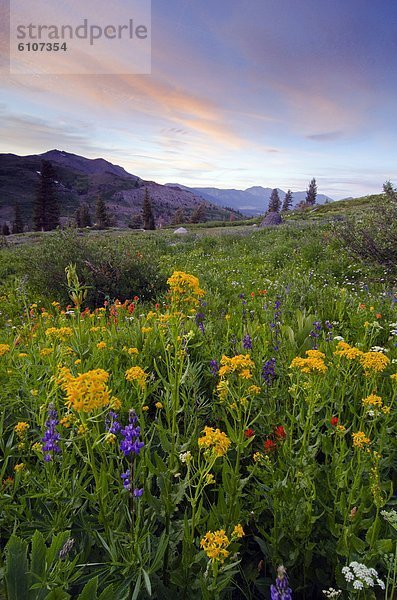 nahe  Berg  Sonnenuntergang  See  Feld  Wildblume  Nevada  Kalifornien