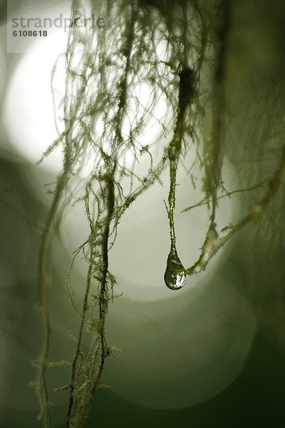 Baum  hängen  Wald  heraustropfen  tropfen  undicht  Regen  nass  Moos  Olympia