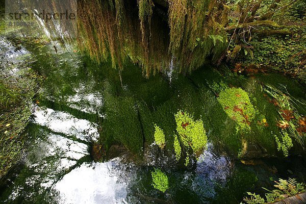 Baum  hängen  Wald  Regen  Moos  Olympia