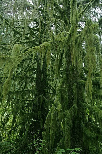 Baum  hängen  Wald  Regen  Moos  Olympia