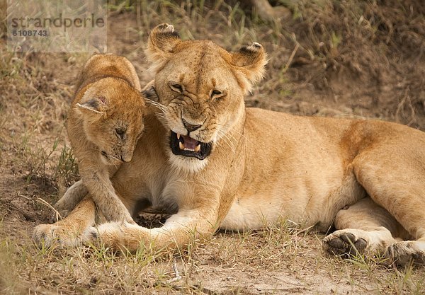 Pampashase  Dolichotis patagonum  Löwe  Panthera leo  Spiel  Mutter - Mensch  junges Raubtier  junge Raubtiere  Masai