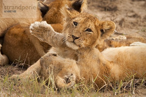 Pampashase  Dolichotis patagonum  Löwe  Panthera leo  Ringen  Jungtier  Kenia  Masai