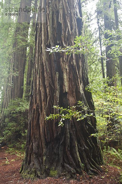 Landschaftlich schön  landschaftlich reizvoll  Fotografie  Kalifornien  Sequoia