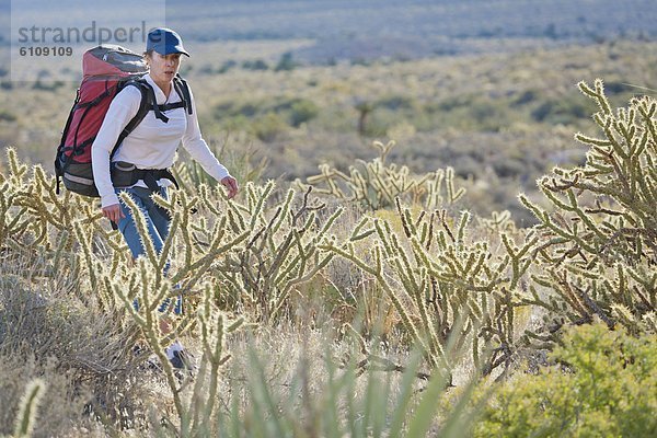 Vereinigte Staaten von Amerika  USA  Felsbrocken  folgen  Schutz  wandern  Nevada  rot  Kaktus  verhandeln  Zimmer  Schlucht