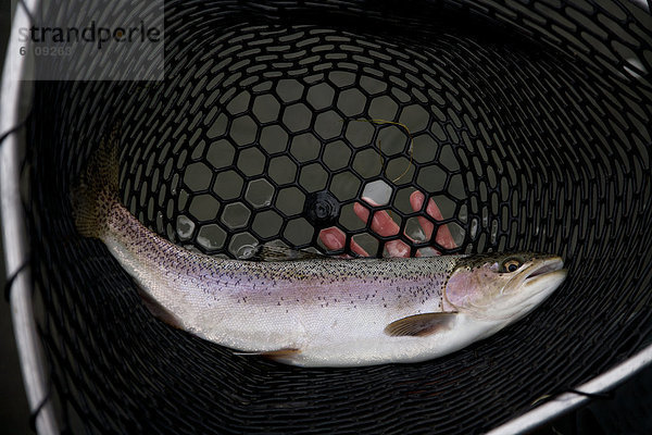 Fluss  Netz  angeln  Unterricht  Forelle  Alberta  Calgary  Kanada  Regenbogen