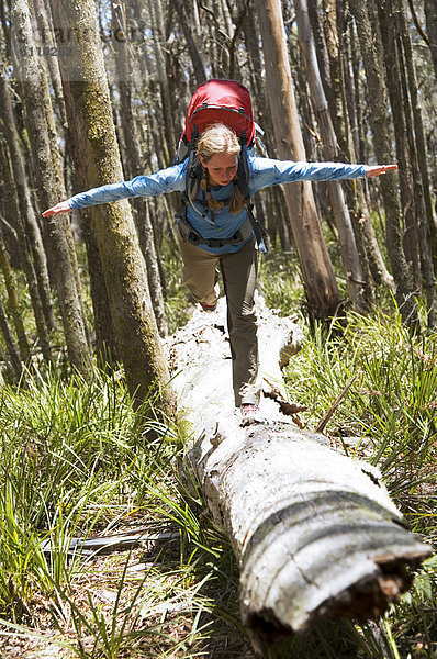 Baum  fallen  fallend  fällt  balancieren  wandern