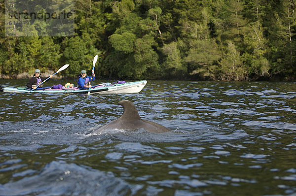 Delphin Delphinus delphis Kajakfahrer Dalbe