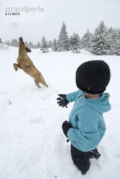 werfen  Junge - Person  fangen  Hund  Colorado  San Juan National Forest  Schneeball