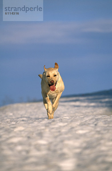 rennen  Hund  Maine  Schnee