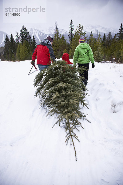 Frische  schneiden  Baum  Bauernhof  Hof  Höfe  Weihnachten  Feld  jung  ziehen  britisch  Kanada