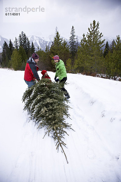 Frische  schneiden  Baum  Bauernhof  Hof  Höfe  Weihnachten  Feld  jung  ziehen  britisch  Kanada