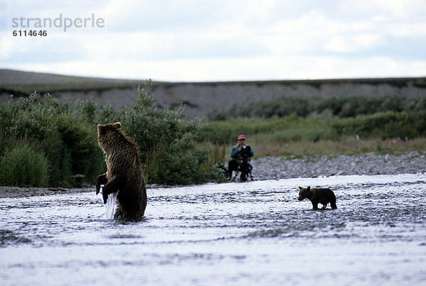 Bär  Mensch  fotografieren  Grizzlybär  ursus horibilis  Grizzly  Alaska