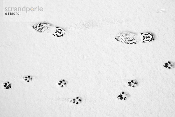 Mensch  Fernverkehrsstraße  Hund  Fußabdruck  Schnee