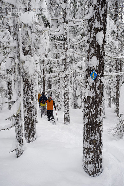 Biegung Biegungen Kurve Kurven gewölbt Bogen gebogen Wald wandern Rückansicht Gesichtspuder Ansicht 3 Schneeschuh tief