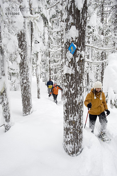 Biegung Biegungen Kurve Kurven gewölbt Bogen gebogen Wald frontal wandern Gesichtspuder Ansicht 3 Schneeschuh tief