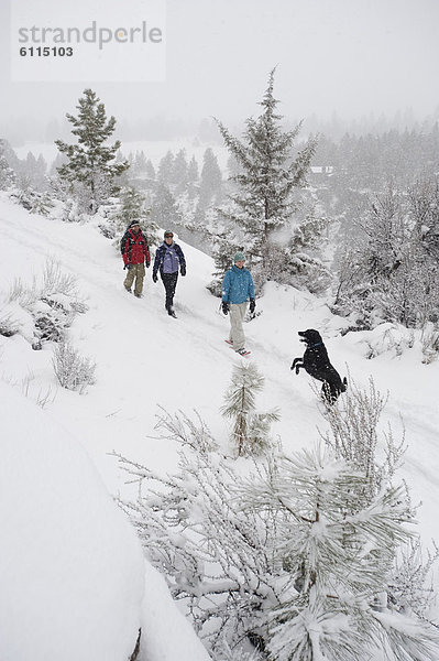 hoch  oben  Biegung  Biegungen  Kurve  Kurven  gewölbt  Bogen  gebogen  gehen  folgen  Hund  Ansicht  Flachwinkelansicht  1  3  Winkel  Oregon  Schnee