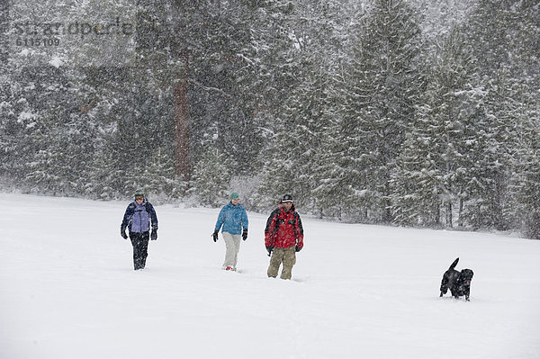 Biegung  Biegungen  Kurve  Kurven  gewölbt  Bogen  gebogen  gehen  folgen  Hund  schwarz  frontal  Ansicht  1  3  Oregon  Schnee