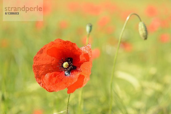 Klatschmohn Papaver rhoeas blühen Wiese Mohn