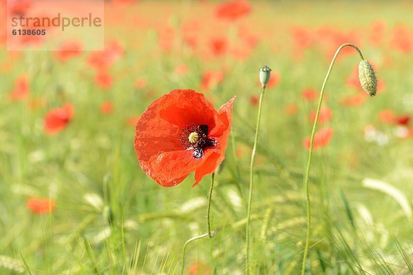 Klatschmohn Papaver rhoeas blühen Wiese Mohn