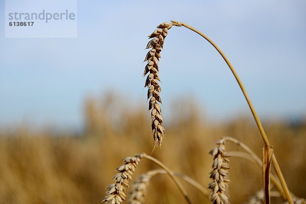 Weizen auf dem Feld