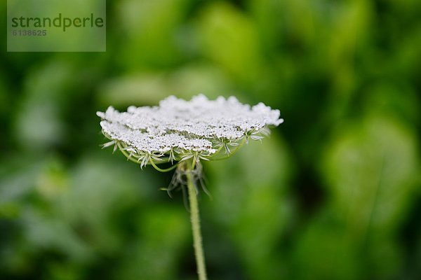 Schafgarbe (Achillea) auf einer Wiese