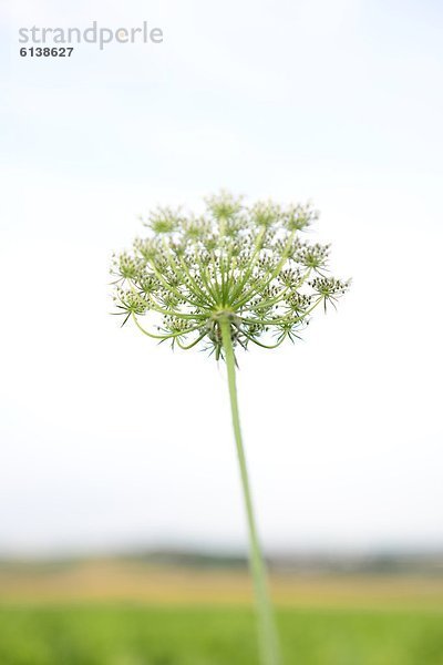 Schafgarbe (Achillea) auf einer Wiese