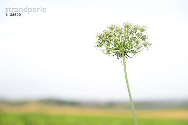 Schafgarbe (Achillea) auf einer Wiese