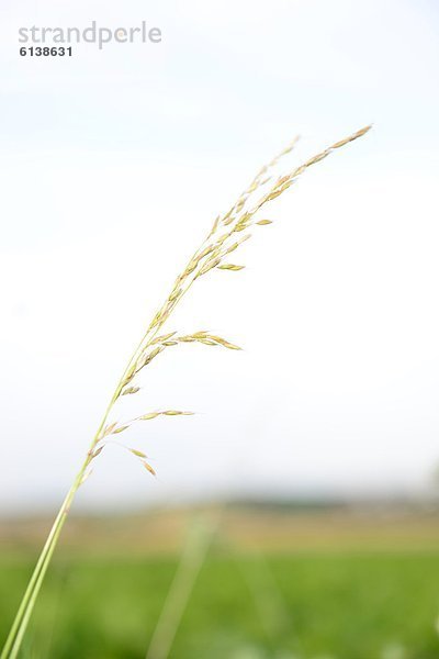 Hohes Gras auf einer Wiese