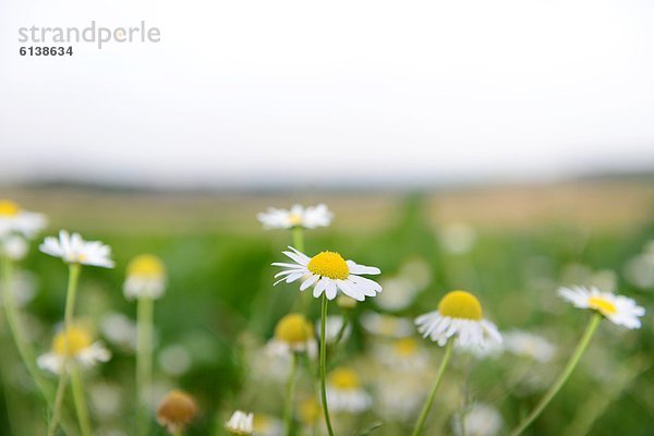 Echte Kamille (Matricaria chamomilla)