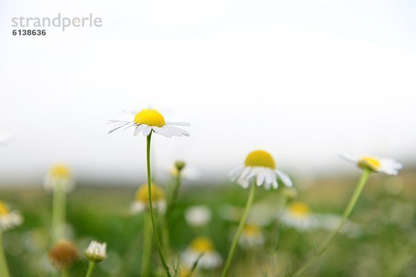 Echte Kamille (Matricaria chamomilla)