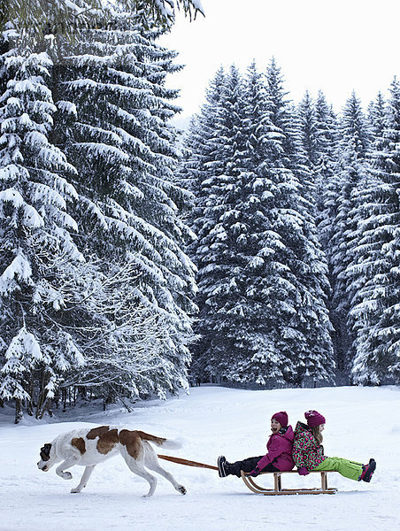 Hund zieht Kinder auf Schlitten im Schnee