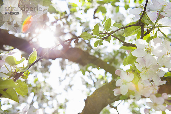 Weiße Blüten am Baum
