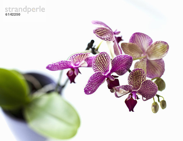 Nahaufnahme von Orchideenblütenblättern