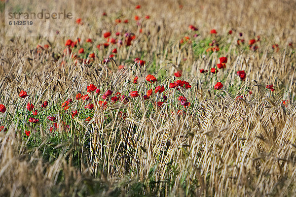 Klatschmohn Papaver rhoeas blühen Feld Gerste