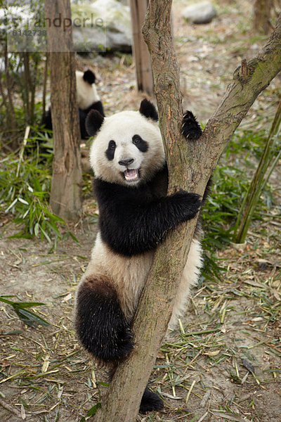 Riesenpanda beim Klettern auf einen Baum im Chengdu Panda Breeding Research Center