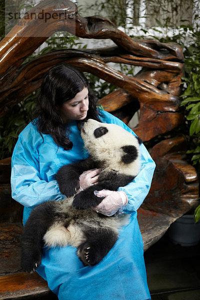 Frau hält 6 Monate alten Großen Panda im Chengdu Panda Zuchtforschungszentrum