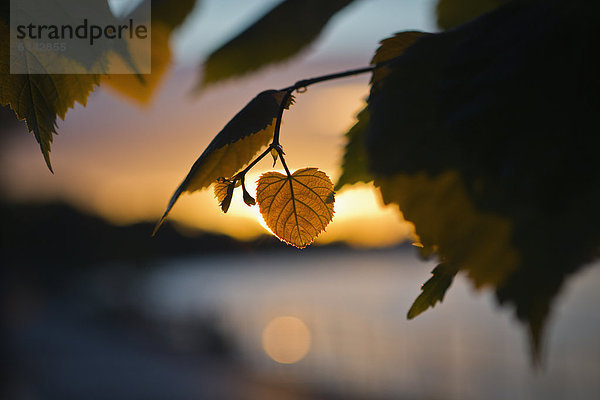 Herzförmiges Lindenblatt vor untergehender Sonne