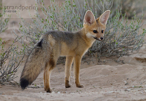 Cape Fox  Kgalagadi Transfrontier Park  Afrika