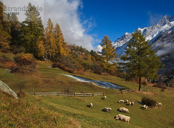 Schafe auf der Wiese in Zermatt  Schweiz