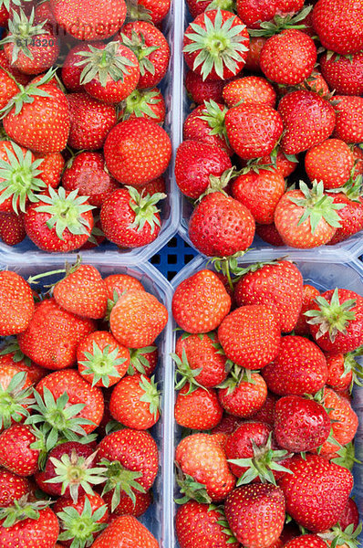 Erdbeeren im Container