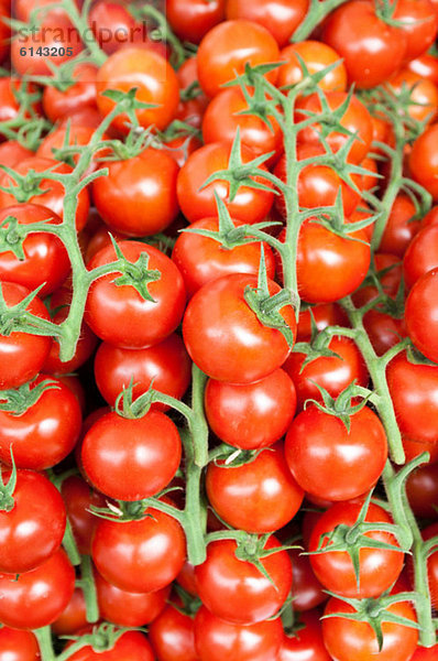 Tomaten auf Reben