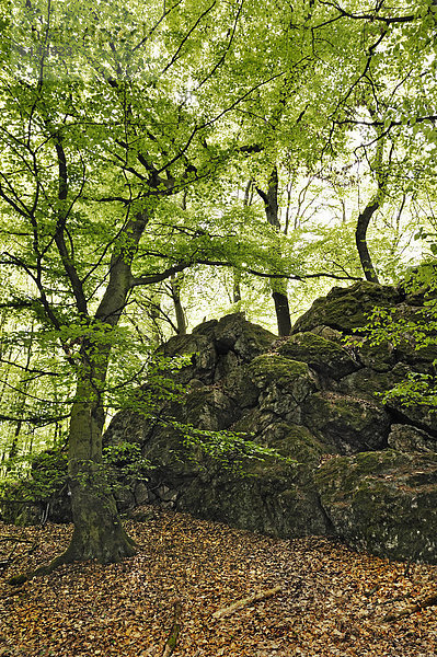 Findling im Wiesbadener Stadtwald unter Buchen (Fagus) bei Schlangenbad  Hessen  Deutschland  Europa