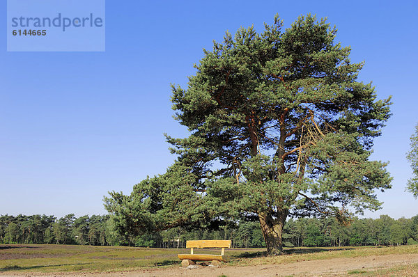 Gemeine Kiefer oder Föhre (Pinus sylvestris) und Bank in Heidelandschaft  Westruper Heide  Nordrhein-Westfalen  Deutschland  Europa