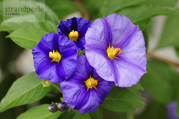 Blauer Kartoffelbaum oder Enzianstrauch (Solanum rantonnetii)  Blüten  Zierpflanze  Gartenpflanze