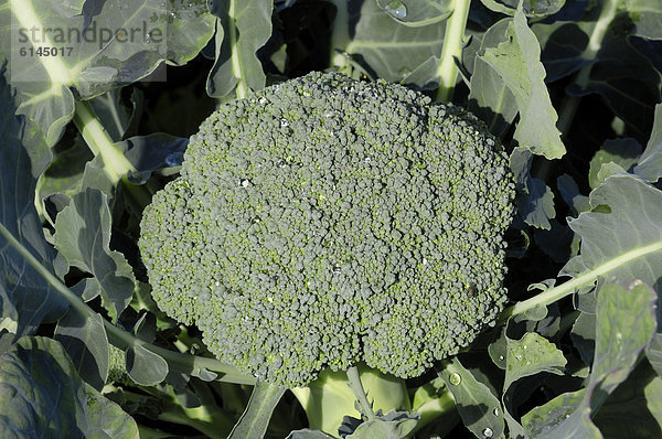 Brokkoli oder Broccoli (Brassica oleracea var. italica)  Nordrhein-Westfalen  Deutschland  Europa