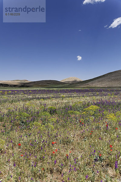 Blumenfeld auf einem Hochplateau im Atlas-Gebirge  Königreich Marokko  Maghreb  Afrika